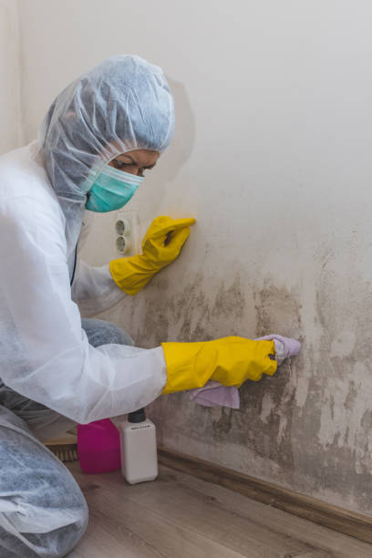 Best Industrial Mold Remediation  in Niles, OH