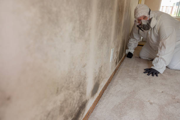 Best Dehumidification Services  in Niles, OH